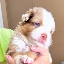 Sprout - Red merle male Australian Shepherd puppy in Williston, Florida from Over The Rainbow Aussies