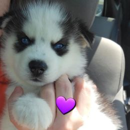 Purple.girl - Black and white female Siberian Husky puppy in Willoughby, Ohio from WolfPackk