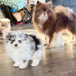 Female - Blue merle female Pomeranian puppy in Indiana from Unique Uprisings