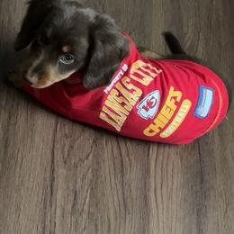 Tiramisu - Chocolate and tan male Dachshund puppy in Lubbock, Texas from It’s a Hot Mess