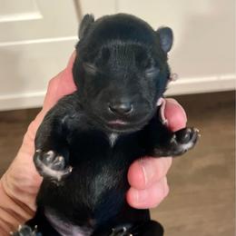 Abigail Rose - Black female Miniature Schnauzer puppy in Interlachen, Florida from Pam's Schnauzers
