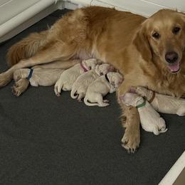 2nd Pick male - Light golden male Golden Retriever puppy in Havana, Florida from Golden Gems
