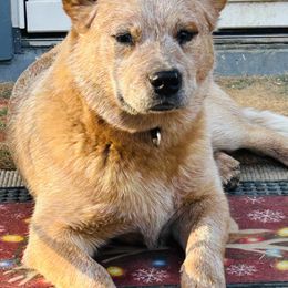 Australian Cattle Dog and French Bulldog Puppies from Sugarloaf French bulldogs and Australian cattle dogs
