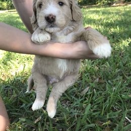 Goldendoodle and Bearded Retriever Puppies from Emma Lee Doodles