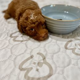 Bernedoodle, Cavapoo, Goldendoodle, and Poodle Puppies from Christine Greenberg