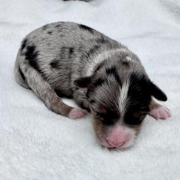 Sister - Blue merle female Toy Australian Shepherd puppy in Bly, Oregon from Apacheblus Toy Aussies