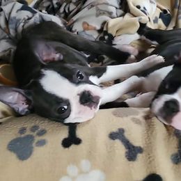 Boston Terrier Puppies from Big Sky Bostons