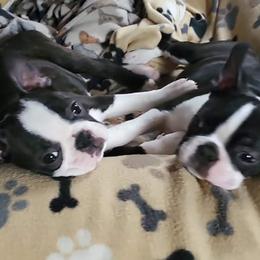 Boston Terrier Puppies from Big Sky Bostons