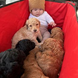 Bernedoodle and Labradoodle Puppies from Zehr’s Labradoodles & Bernedoodles