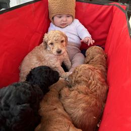 Bernedoodle and Labradoodle Puppies from Zehr’s Labradoodles & Bernedoodles