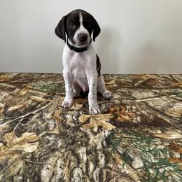 German Shorthaired Pointer Puppies from Jessica Johnson