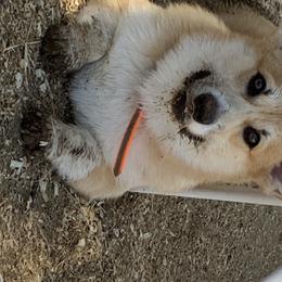 Pembroke Welsh Corgis from Silver Springs Corgis