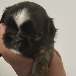 Sammy - Brindle male Shih Tzu puppy in Victorville, California from RUMBLE n TUMBLE