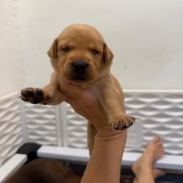 Dusty Yellow Collar - Yellow male Labrador Retriever puppy in Elloree, South Carolina from Moonlight Kennels LLC