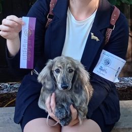 Dachshunds from Silver State Dachshunds