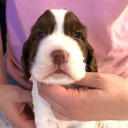 Sam Wincheesester - Liver and white English Springer Spaniel puppy in California from Alerion English Springer Spaniels
