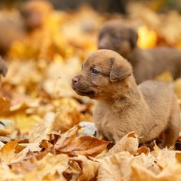 Baby boy 1 - Sedge male Chesapeake Bay Retriever puppy in Chatfield, Minnesota from Next Generation
