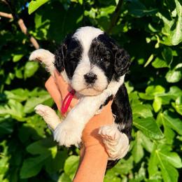 Dakota - Caramel cream female Australian Labradoodle puppy in Millville, California from Hope Lane Kennels