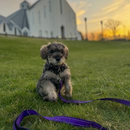 Miniature Schnauzer Puppies from Canteranos pups