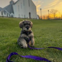Miniature Schnauzer Puppies from Canteranos pups