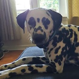 Chip - Dalmatian