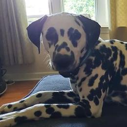 Chip - Dalmatian