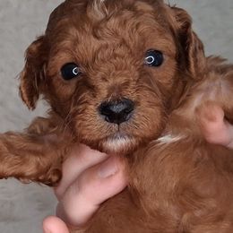 Bear (F1b) - Red male Cavapoo puppy in Centerton, Arkansas from Velvet Paws Cavapoos