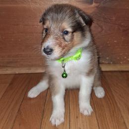 Dexter - Sable and white male Collie puppy in Montpelier, Virginia from Gun Barrel Collies