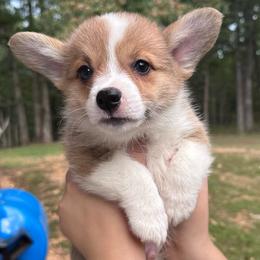 Bean - Sable male Pembroke Welsh Corgi puppy in Rolla, Missouri from 4A Corgis