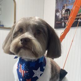 Rex - Havanese