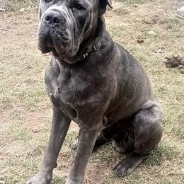 Cane Corso All Grown Up from Mass Cane Corso