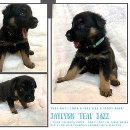 German Shepherd Puppies from Mountain Kraft K9 Kennel