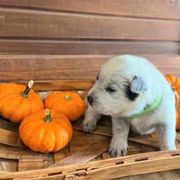 Green Collar - Blue male Australian Cattle Dog puppy in Nevada, Missouri from Back Road Dog Company, LLC