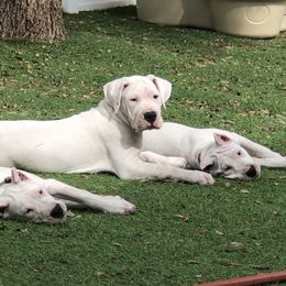 Dogo Argentino and Greyhound Puppies from Wayward Dogos and Hounds