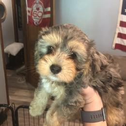 Cavapoo, Pyredoodle, and Sheepadoodle Puppies from Davis Family Doodles
