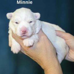 Minnie - White female Pomsky puppy in Fredericksburg, Virginia from Purely Pomskies
