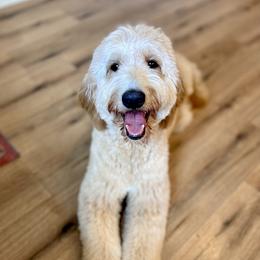 Alice - Goldendoodle