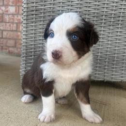 Luna - Red tri-color female Australian Shepherd puppy in Cypress, Texas from Cypress Aussies