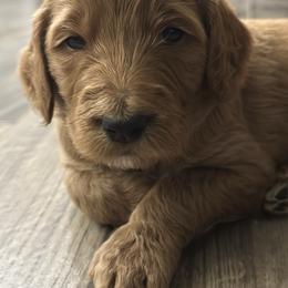Forky-light blue collar-3 open spots left - Red  male Goldendoodle puppy in Chino Valley, Arizona from Whiskey Row Royals