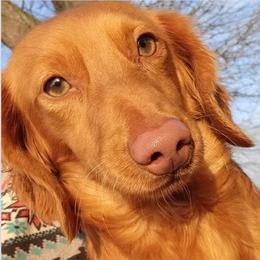 Cherri - Dachshund