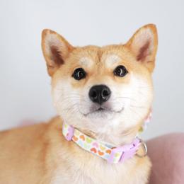 Yugen - Shiba Inu