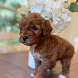 Cupid - Red  male Goldendoodle puppy in Temecula, California from Country Hills Doodles
