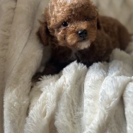 Bubble's - Red  female Poodle puppy in Kissimmee, Florida from Unique Poodles