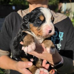 Gray - Black rust and white male Bernese Mountain Dog puppy in Auburn, Washington from MSM Bernese Mountain Dogs