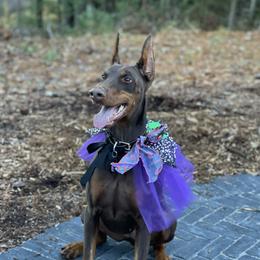 Aurora Vom Feuer - Red and rust female Doberman Pinscher puppy in Wisconsin Rapids, Wisconsin from Vom Feuer Dobermans
