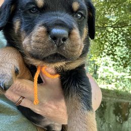 Boy 2 - Black and mahogany male Rottweiler puppy in Buskirk, New York from Misjef Rottweilers