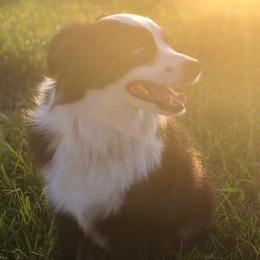 Reb - Toy Australian Shepherd