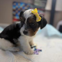 Clover - Black & tan tri-color female Morkie puppy in Florence, Kentucky from 4paws4ever by Design