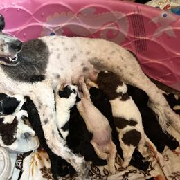 Goldendoodle and Poodle Puppies from Wonderland Kennel