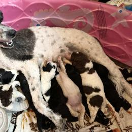Goldendoodle and Poodle Puppies from Wonderland Kennel